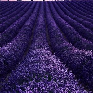 Meet your Posher, Awanda